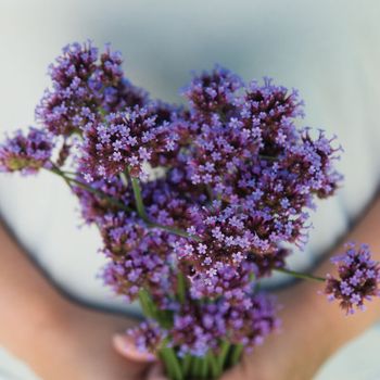 Jätteverbena