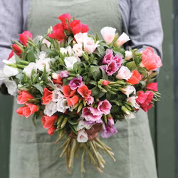 Atlasblomma Grace Mix F1