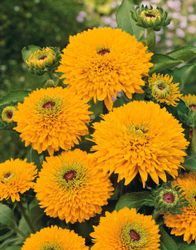 Rudbeckia Maya