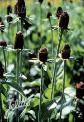 Trollrudbeckia