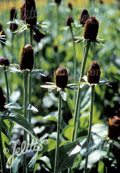 Trollrudbeckia