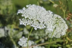 Blomstermorot Vit