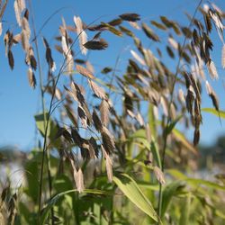 Prydnadsgräs Nothern Sea Oat
