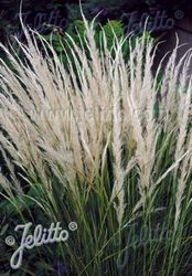 Prydnadsgräs Stipa