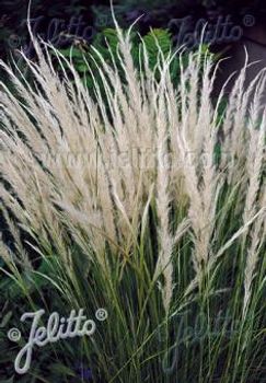 Prydnadsgräs Stipa
