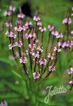 Verbena Pink Spires