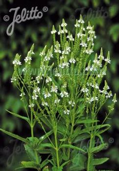 Verbena White Spires