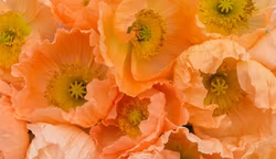 Linnévallmo Colibri Rosa Chiaro Pastello