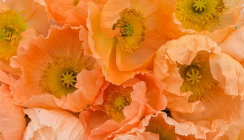 Linnévallmo Colibri Rosa Chiaro Pastello