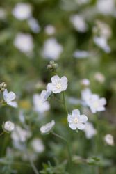 Lammtunga Little Snow White