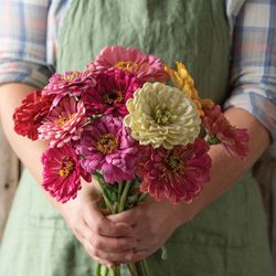 Zinnia State Fair Mix