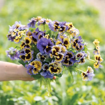 Pensé Frizzle Sizzle Yellow Blue Swirl F1