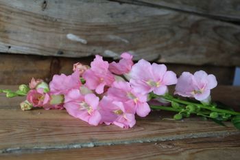 Lejongap Chantilly Light Pink