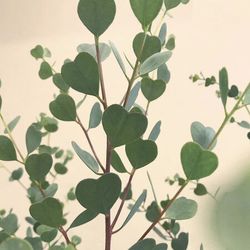NYHET! Eukalyptus Webster's Mallee