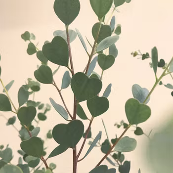 NYHET! Eukalyptus Webster's Mallee