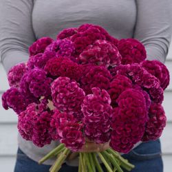 NYHET! Celosia Cramer´s Rose