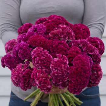 NYHET! Celosia Cramer´s Rose