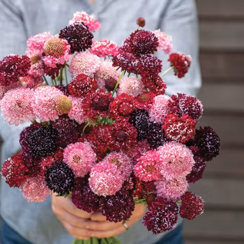 NYHET! Praktvädd Tripple Berry Mix