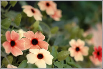 NYHET! Thunbergia African Sunset KOMMER I LAGER APRIL-25