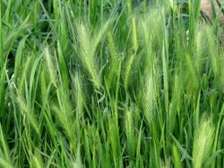 NYHET! Vildkorn Wall Barley