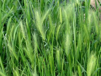NYHET! Vildkorn Wall Barley