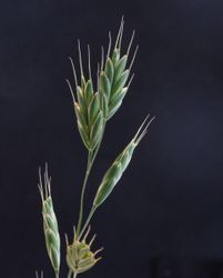 NYHET! Rye Brome
