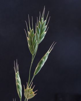 NYHET! Rye Brome