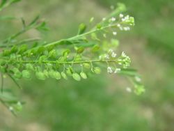 NYHET! Bukettkrasse Penny Cress