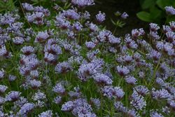 NYHET! Asperula Blue Woodruff