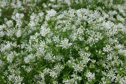 NYHET! Asperula Cloud Nine