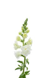 NYHET! Lejongap Snapstar White