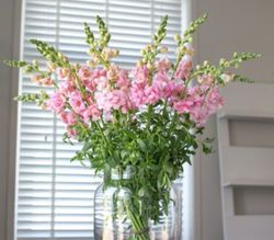 NYHET! Lejongap Snapstar Pink