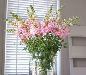 NYHET! Lejongap Snapstar Pink