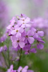 Trädgårdsnattviol Violet