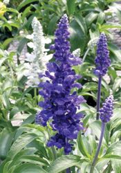 NYHET! Salvia Rhea