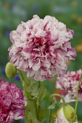 NYHET! Pionvallmo Flemish Antique Peony