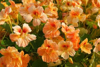 NYHET! Dvärgkrasse Tip Top Apricot