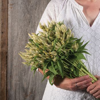 NYHET! Celosia Celway White