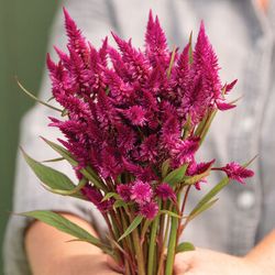 NYHET! Celosia Celway Purple