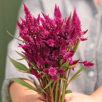 NYHET! Celosia Celway Purple
