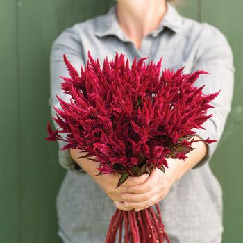 NYHET! Celosia Celway Red