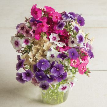 NYHET! Phlox Tapestry Mix