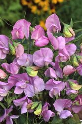 NYHET! Luktärt Royal Lavender