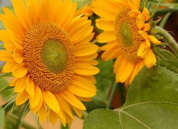 NYHET! Solros Sunrich Gold