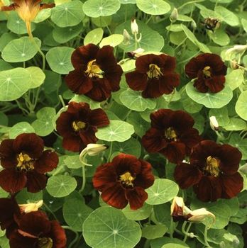 NYHET! Dvärgkrasse Black Velvet