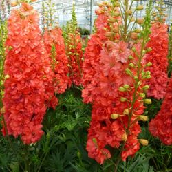 NYHET! Riddarsporre Red King