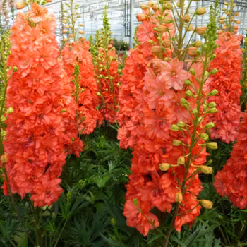 NYHET! Riddarsporre Red King
