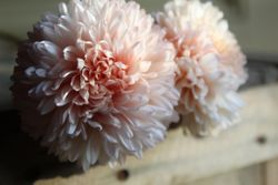 NYHET! Aster Lady Coral Chamois