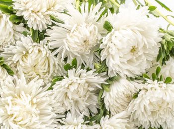 NYHET! Aster Lady Coral Cream White