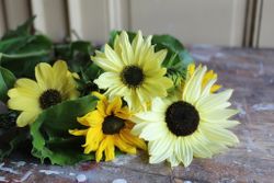 NYHET! Solros Cutflower Mixture